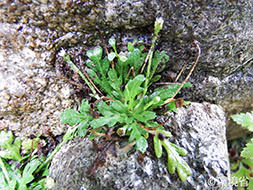 写真：コケタンポポ。植物。葉はくさびがたで、花はしろ色から淡黄色。写真では岩の間から生えている。
