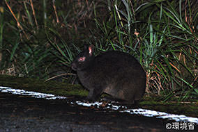 写真：アマミノクロウサギ。体毛はあん褐色。目と耳が小さく、尻尾は短い。夜に道路上に出てきた様子が写っている。