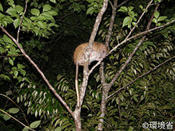 写真：ケナガネズミ。体毛はおうかっしょくで、尻尾は胴体よりも長く先端は白色。夜に木に登り、枝を渡る様子が写っている。
