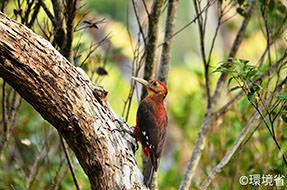 photo:Okinawa woodpecker