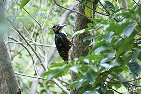 写真：オーストンオオアカゲラ。鳥。体色は黒っぽく、くちばしは太くてまっすぐ。木の横に頭を上にしてとまる様子が写っている。