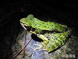 写真：アマミハナサキガエル。足が長い。体は緑色で、黒い斑紋がある。足には暗色の帯が複数ある。夜、岩の上にいる様子が写っている。