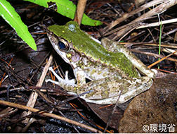 写真：ハナサキガエル。背面は緑色で、からだの側面や四肢は白っぽい。足には褐色の帯や同じ色の斑点が複数ある。夜、草や枯れ枝のある地面の上にいる様子が写っている。