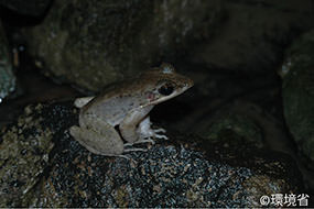 写真：オオハナサキガエル。四肢が長め。背面は褐色で、頭部から口にかけてとがっている。夜、岩の上にいる様子が写っている。