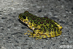 写真：アマミイシカワガエル。からだの背面は緑色、側面はきみがかっており、全体に褐色の丸い斑紋が複数ある。夜、道路の上にいる様子が写っている。