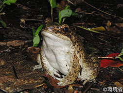 写真：オットンガエル。からだは大きく、背面はおうかっしょくで後ろ脚にあん褐色のしま模様がある。腹面はおうはくしょく。夜、落ち葉のある地面にいる様子が写っている。