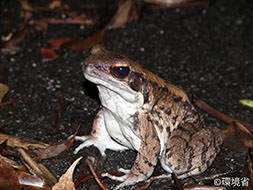 写真：ホルストガエル。からだは大きく、背面や四肢の外側は、赤から茶色の褐色で、腹面はおうはくしょく。夜、落ち葉のある地面にいる様子が写っている。