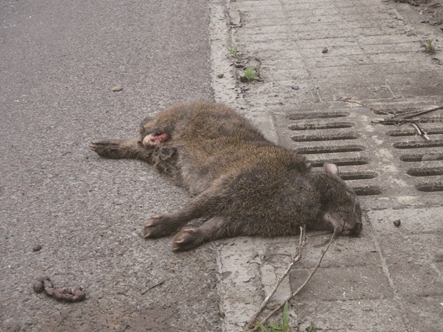 交通事故に遭ったアマミノクロウサギの写真