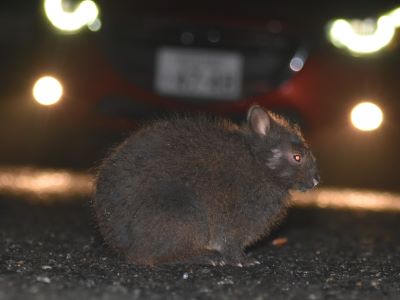 夜間道路上に現れたアマミノクロウサギ