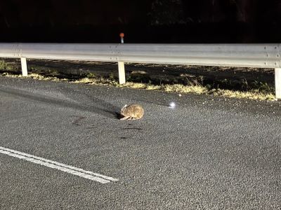 道路上で発見されたケガをしたアマミノクロウサギ