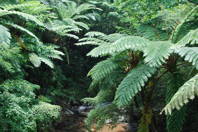 亜熱帯照葉樹の森写真