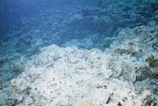 白化したサンゴ礁