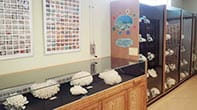 サンゴ標本棚。ショーケースの中に様々な形をした白いサンゴの骨格標本が50種類ほど並べられています。