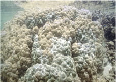 岩のような形をしたサンゴの上に赤土が積もり、サンゴを覆っています。
