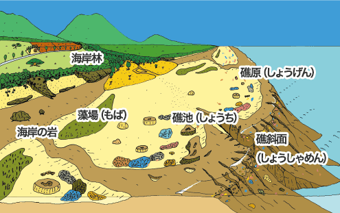 サンゴ礁の地形説明図