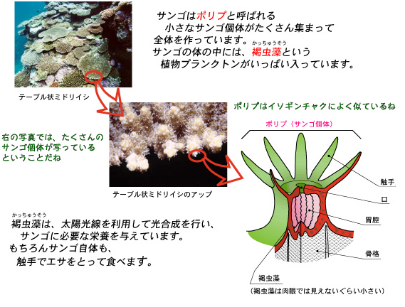 サンゴの体の画像