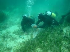 海に含まれる栄養塩の量を調べるための試料として海の中でダイバーが海底の砂を採取しています。