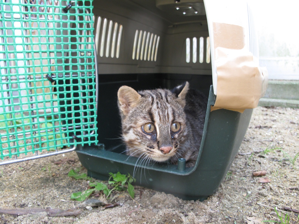 対馬野生生物保護センターツシマヤマネコニュース センター職員日誌