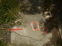 赤テープでマーキングされたヤマネコのフン