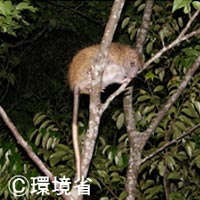 中琉球のこゆうしゅである、ケナガネズミ。体毛はおうかっしょくで、尻尾は胴体よりも長い。