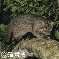西表島のこゆうしゅである、イリオモテヤマネコ。体毛は黒褐色や灰褐色で、暗色の斑紋がまだら状に見られる。耳は丸い。